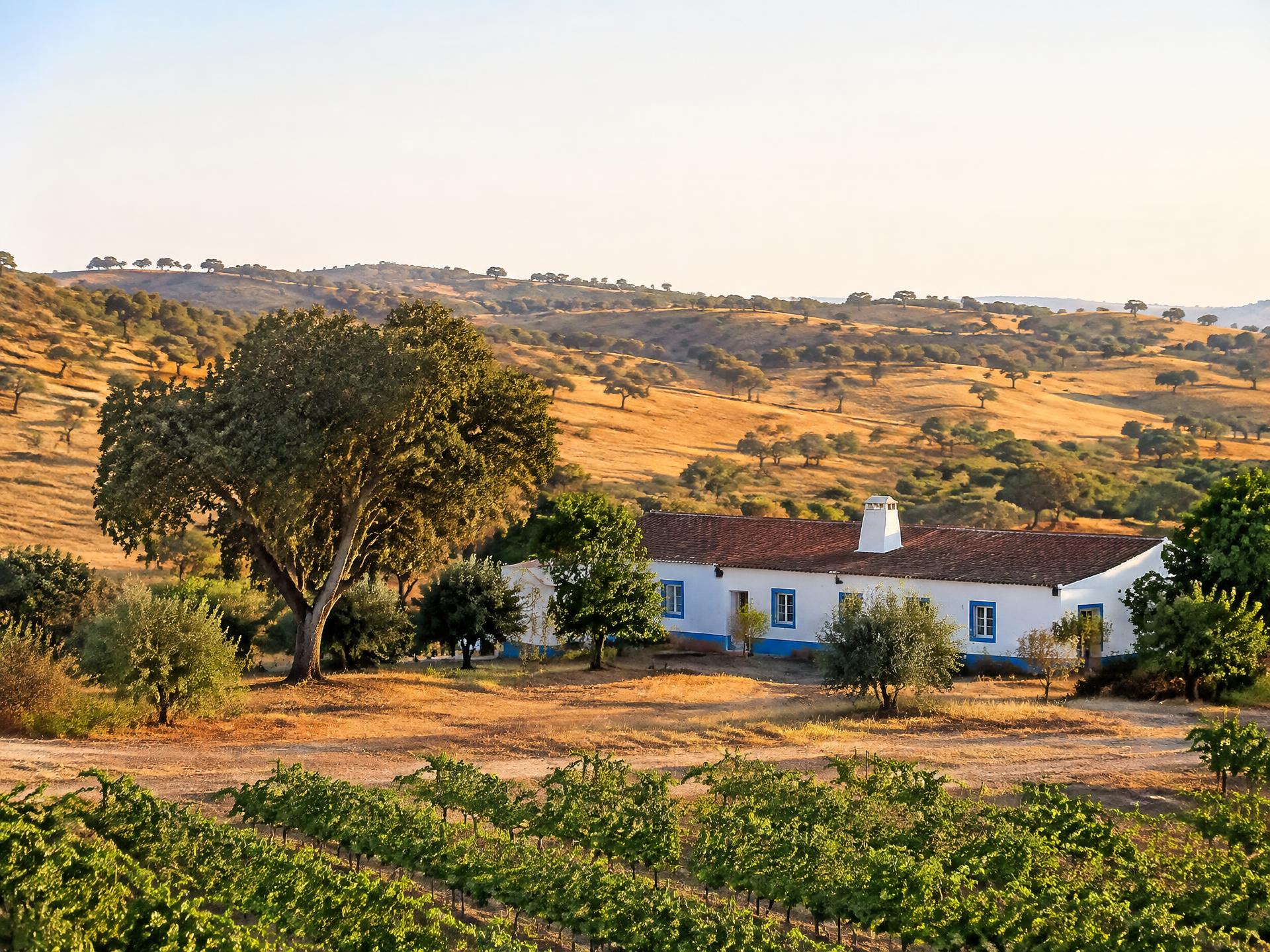 Alentejo: investimento rural, 6 vantagens e os seus incentivos fiscais